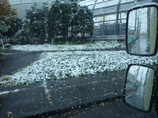 東京11月の雪 (6)
