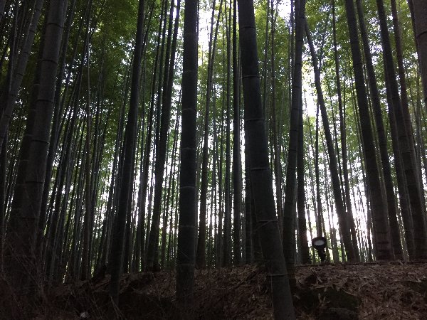chikurin-arashiyama-006.jpg